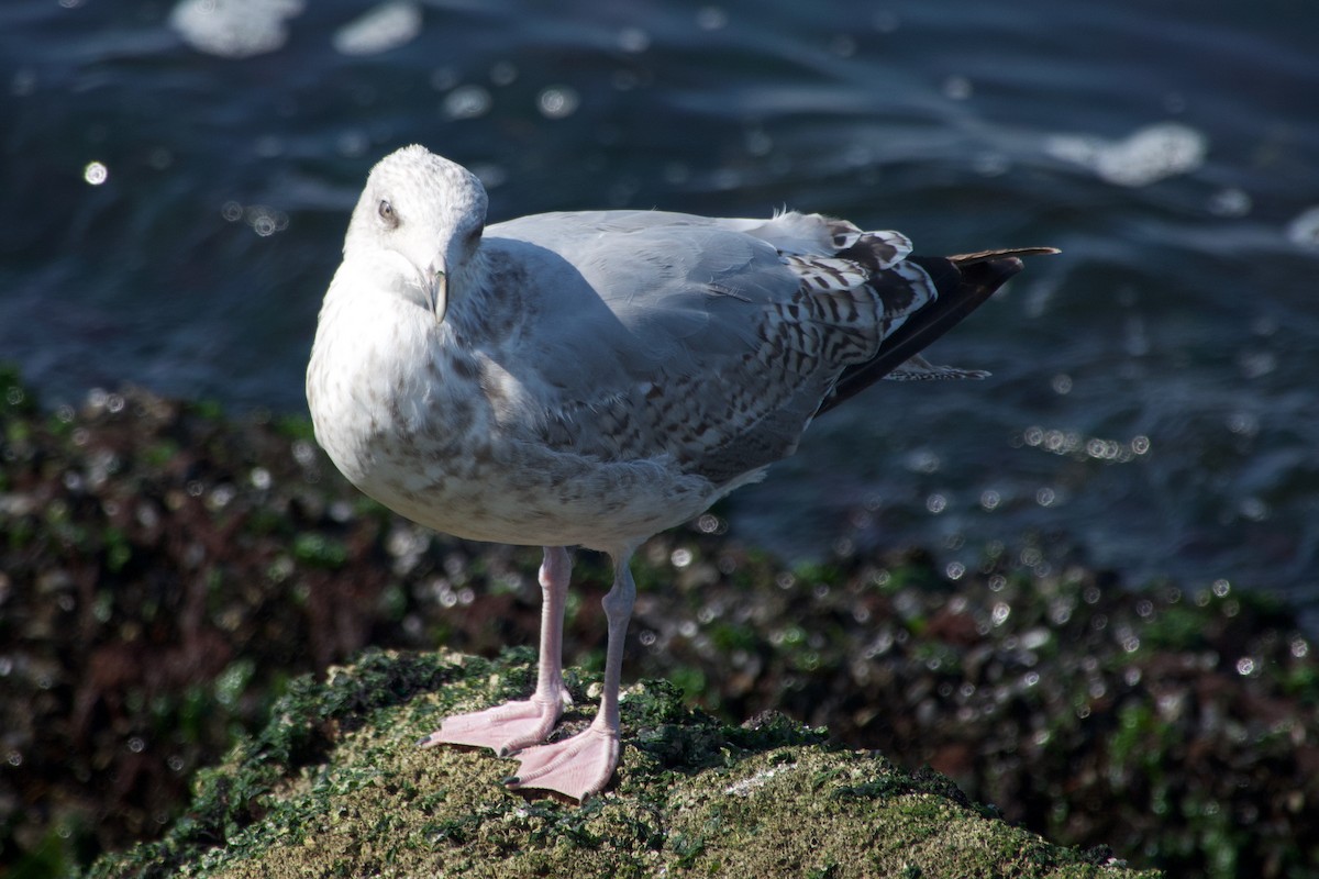 European Herring Gull - ML640259570