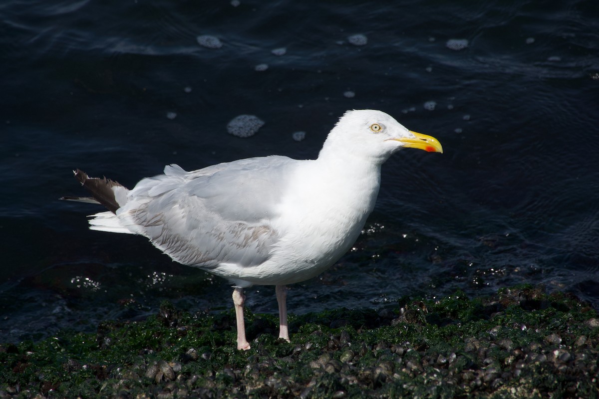 European Herring Gull - ML640259571