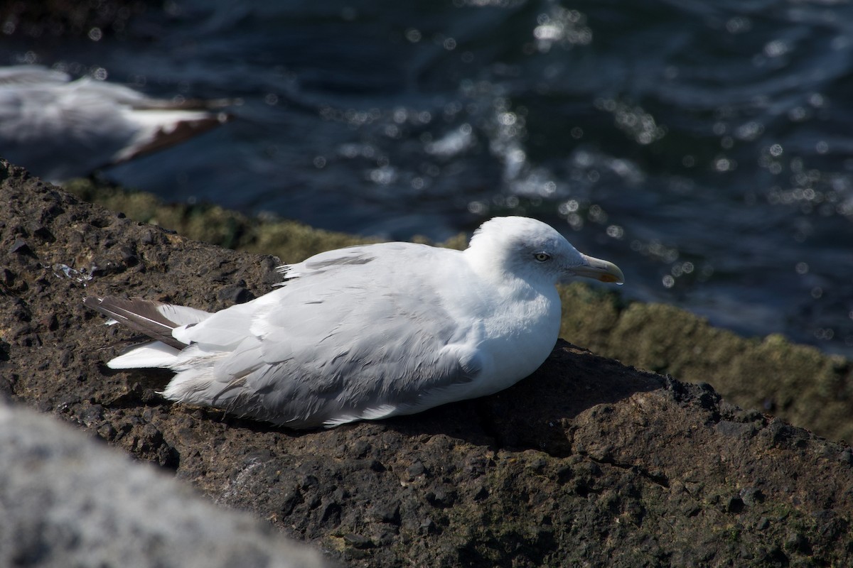 European Herring Gull - ML640259572