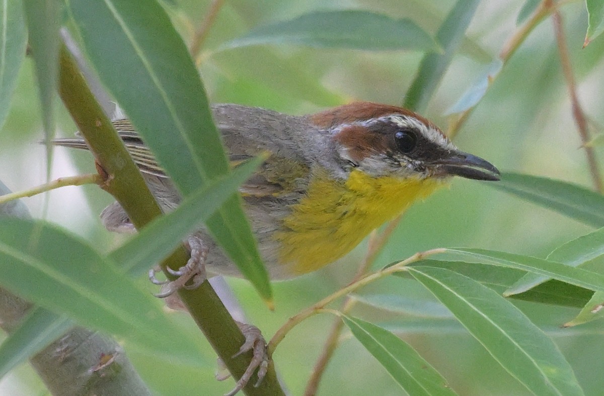 Rufous-capped Warbler - ML640259586