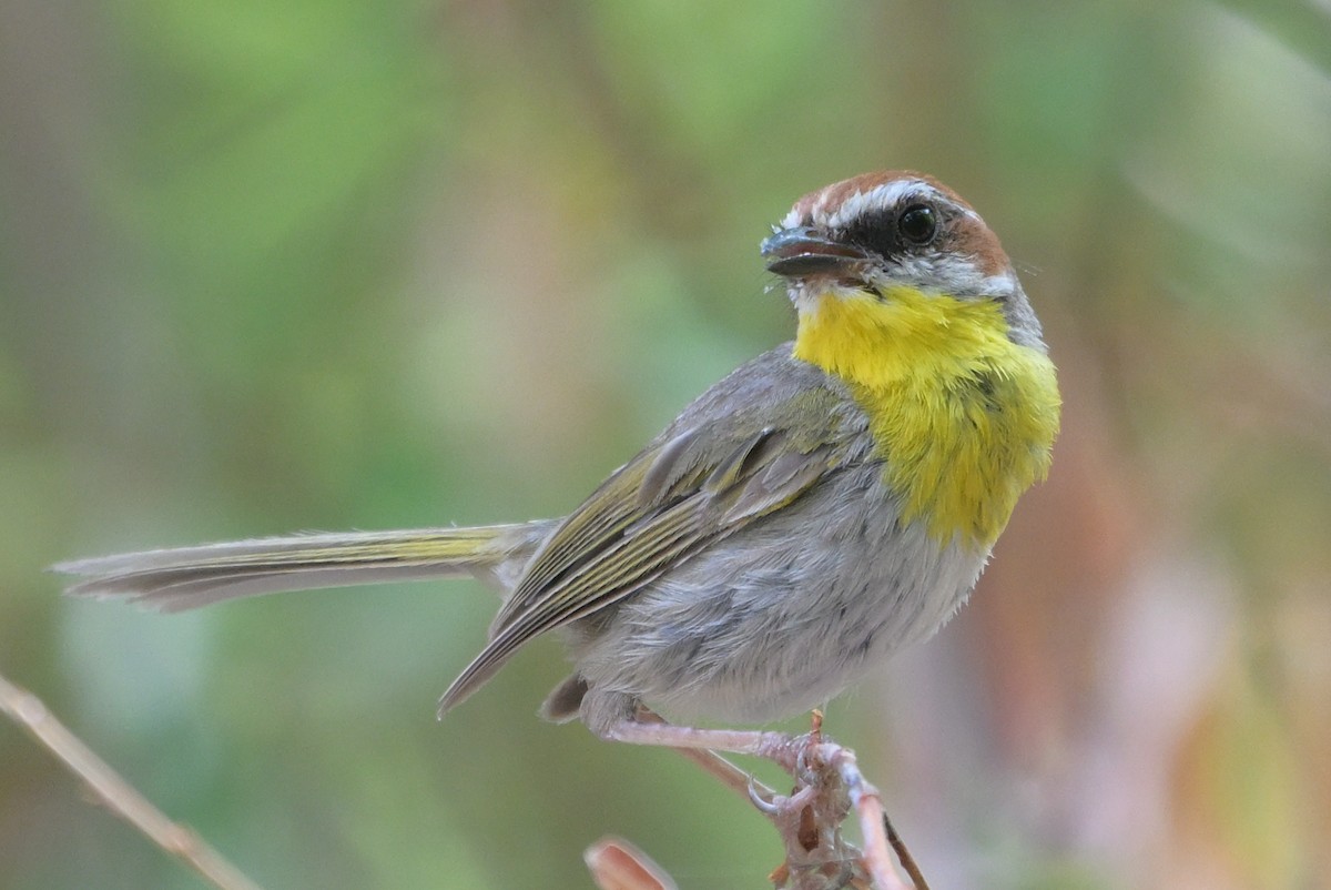 Rufous-capped Warbler - ML640259588