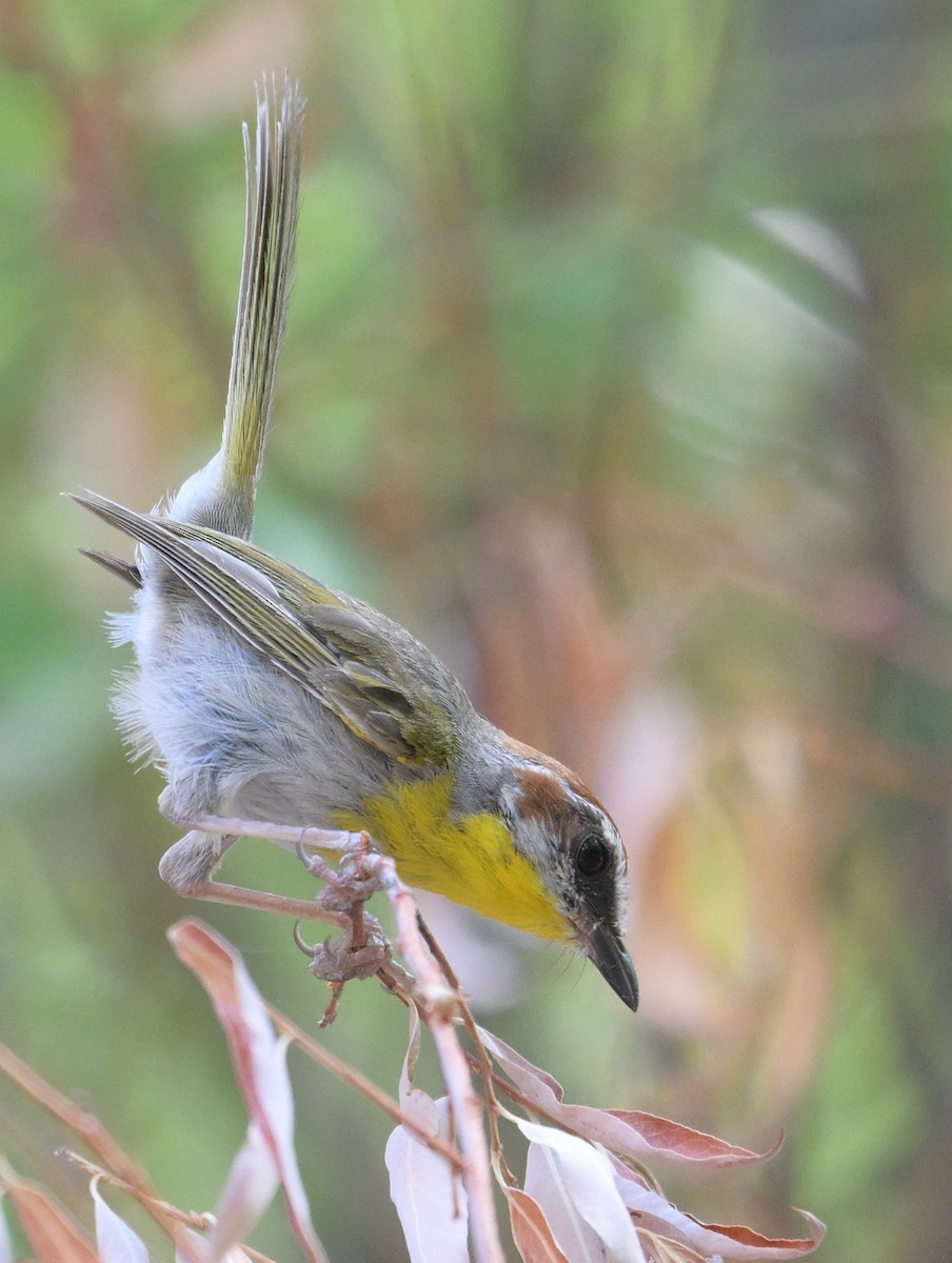 Rufous-capped Warbler - ML640259589