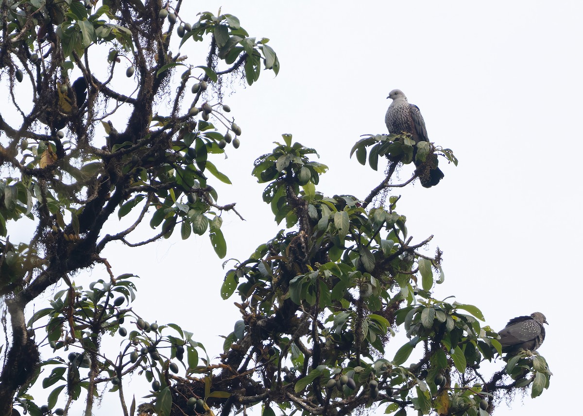 Speckled Wood-Pigeon - ML640259695