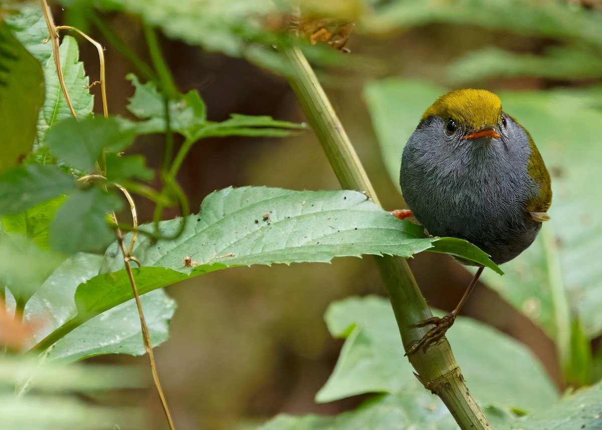 Slaty-bellied Tesia - ML640259698