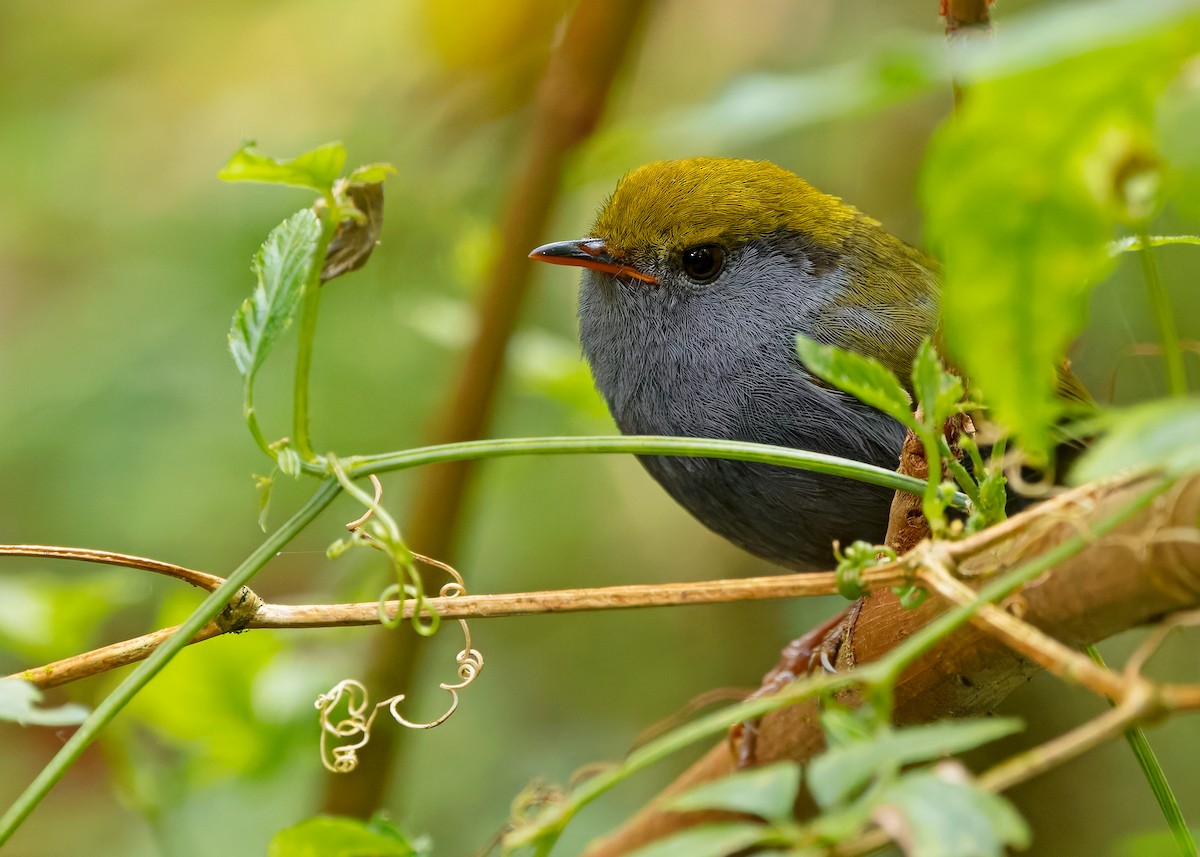 Slaty-bellied Tesia - ML640259699