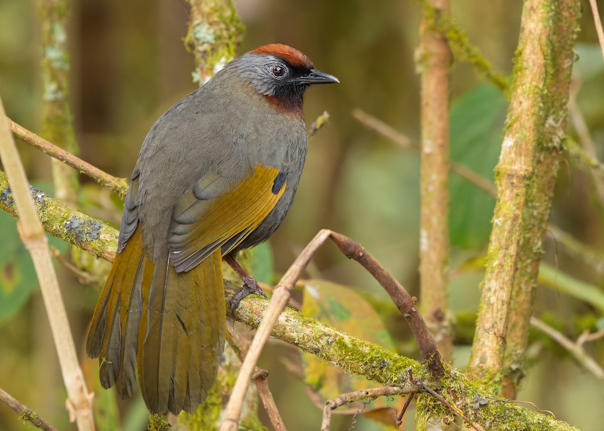 Silver-eared Laughingthrush - ML640259701