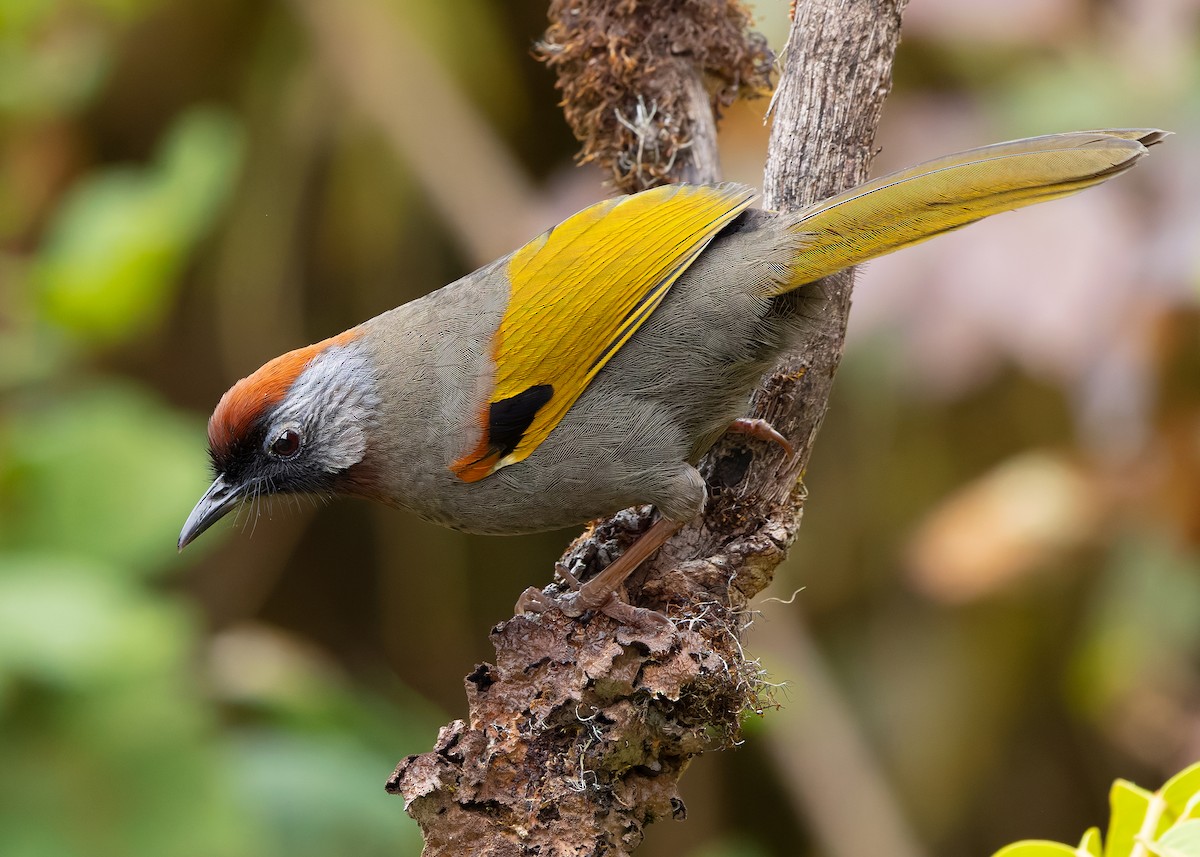 Silver-eared Laughingthrush - ML640259702