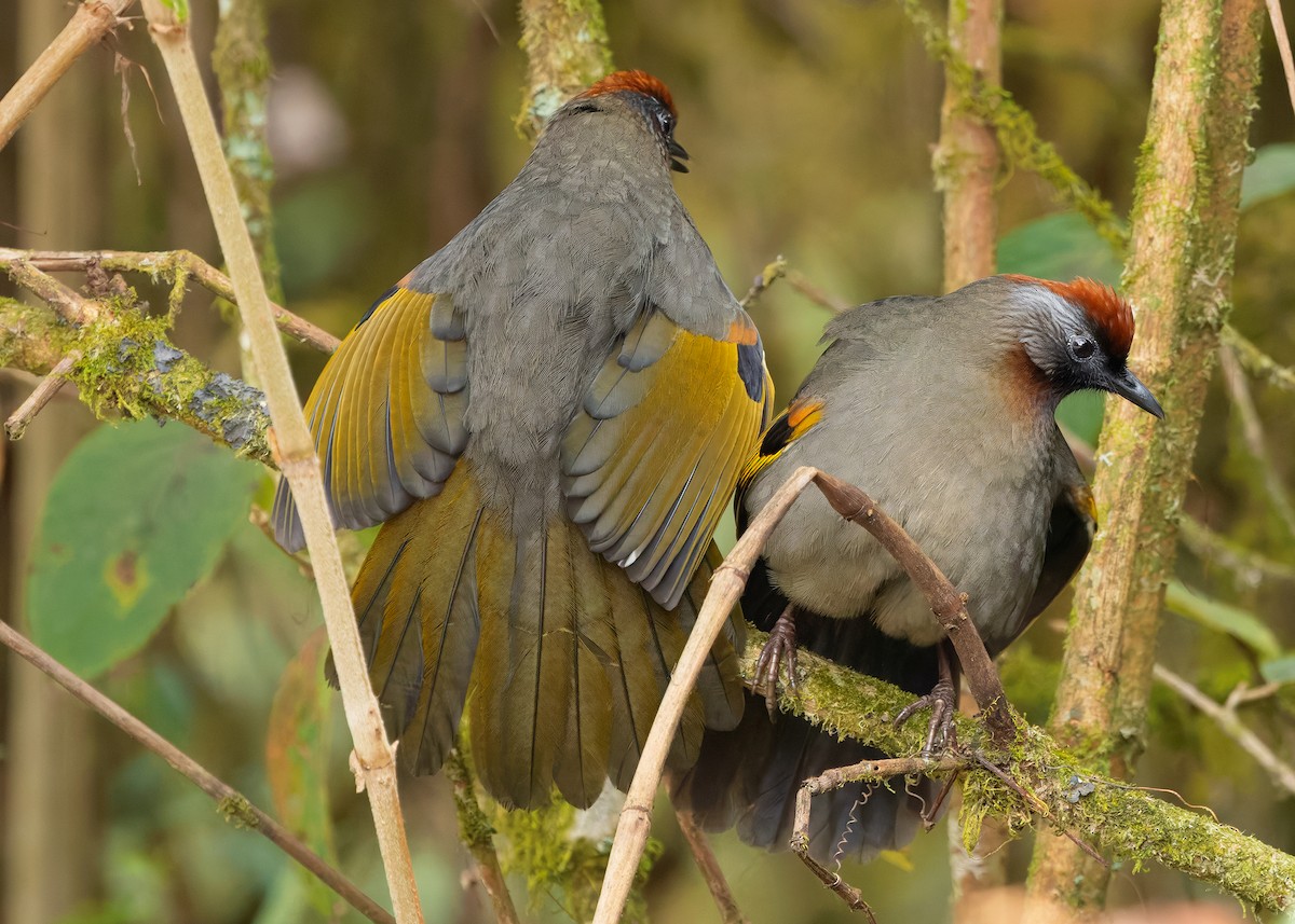 Silver-eared Laughingthrush - ML640259704