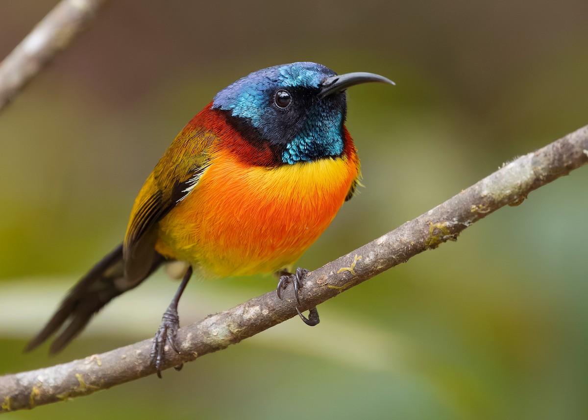 Green-tailed Sunbird (Doi Inthanon) - ML640259705