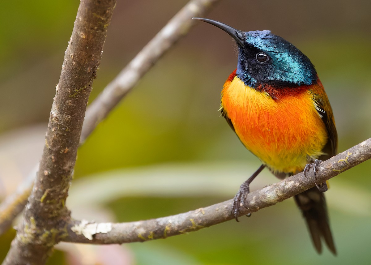 Green-tailed Sunbird (Doi Inthanon) - ML640259707