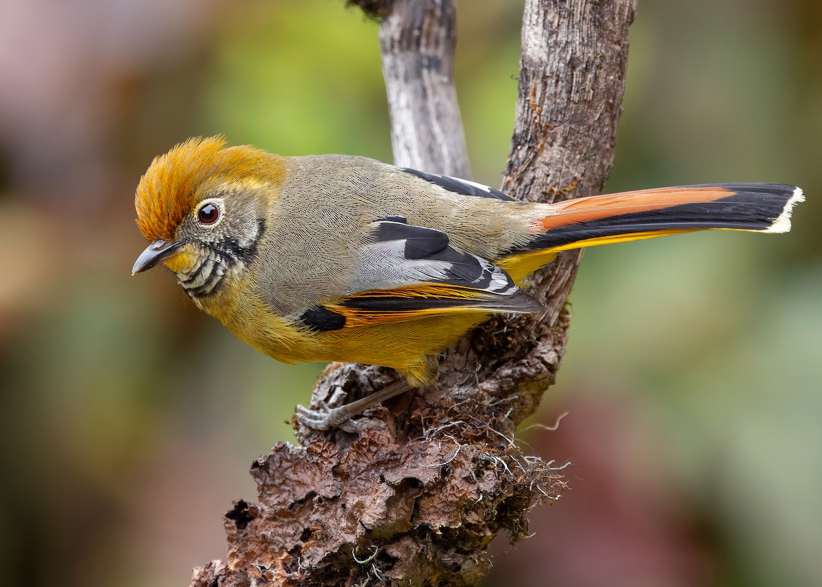 Chestnut-tailed Minla - ML640259711