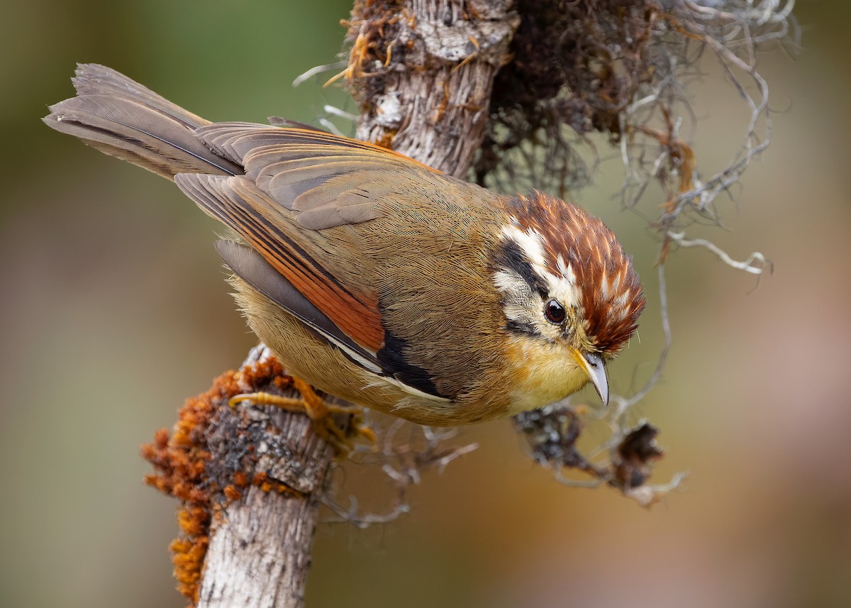 Rufous-winged Fulvetta - ML640259713