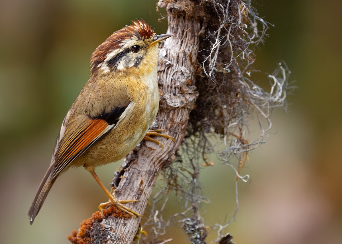 Rufous-winged Fulvetta - ML640259714