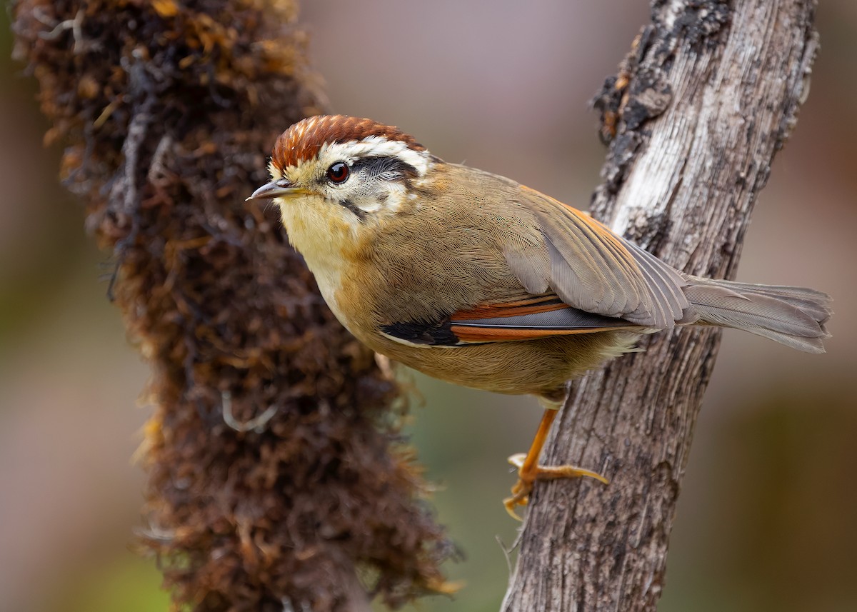 Rufous-winged Fulvetta - ML640259715