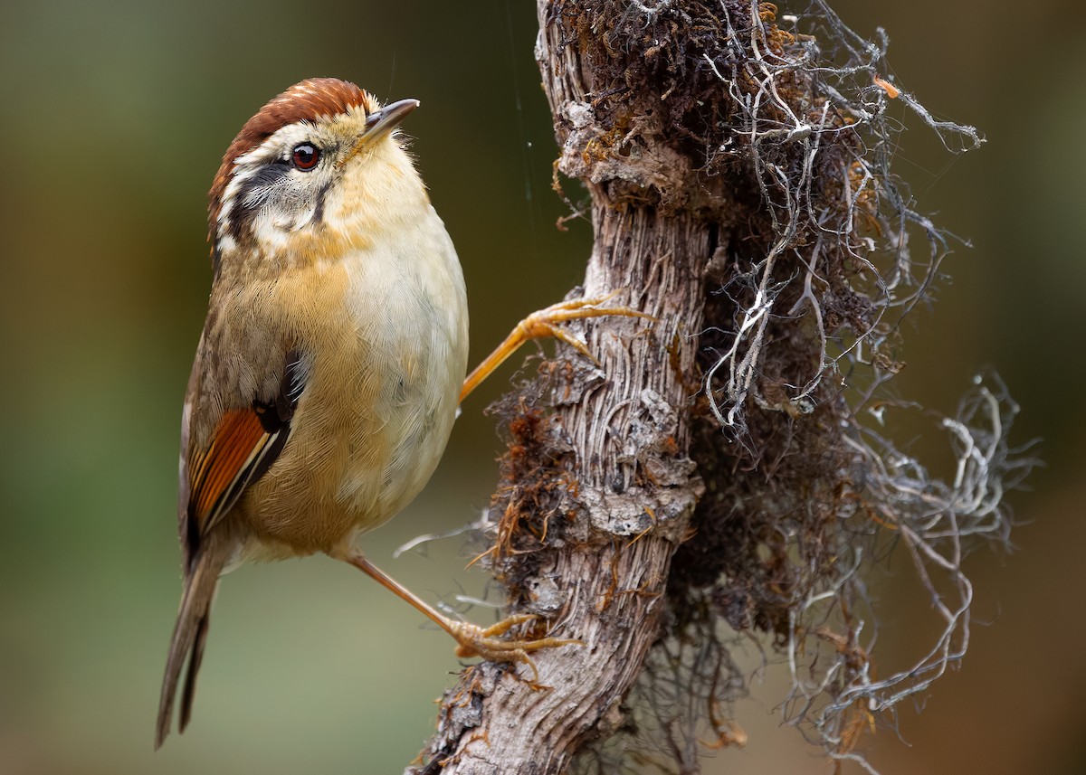 Rufous-winged Fulvetta - ML640259716