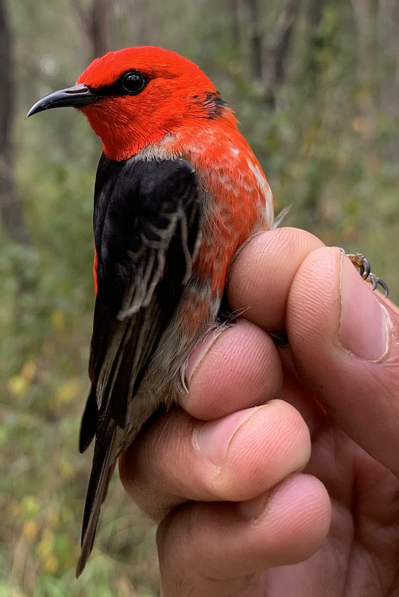 medosavka šarlatová - ML640259752