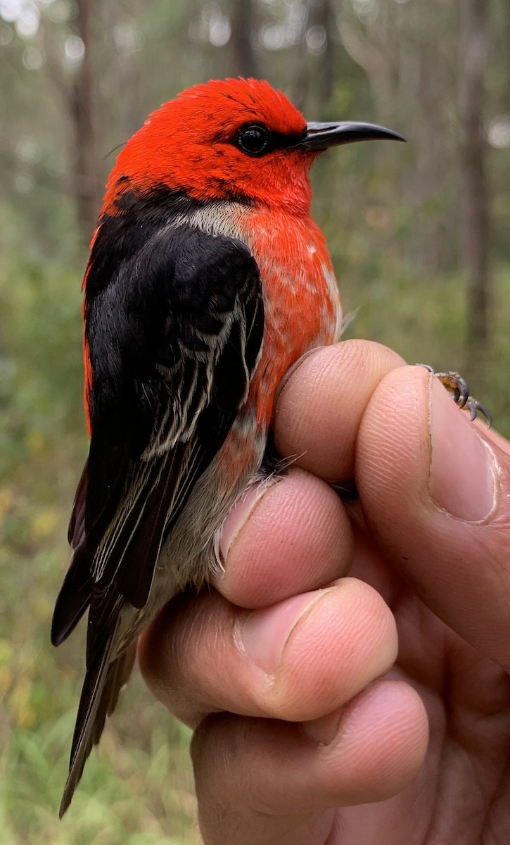 medosavka šarlatová - ML640259753