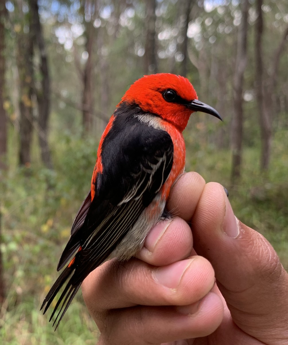 medosavka šarlatová - ML640259754