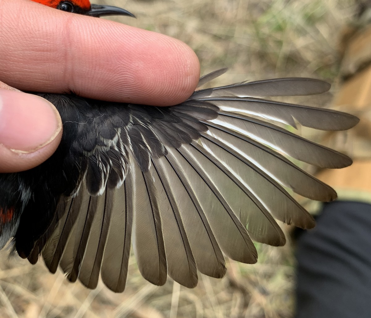 medosavka šarlatová - ML640259755