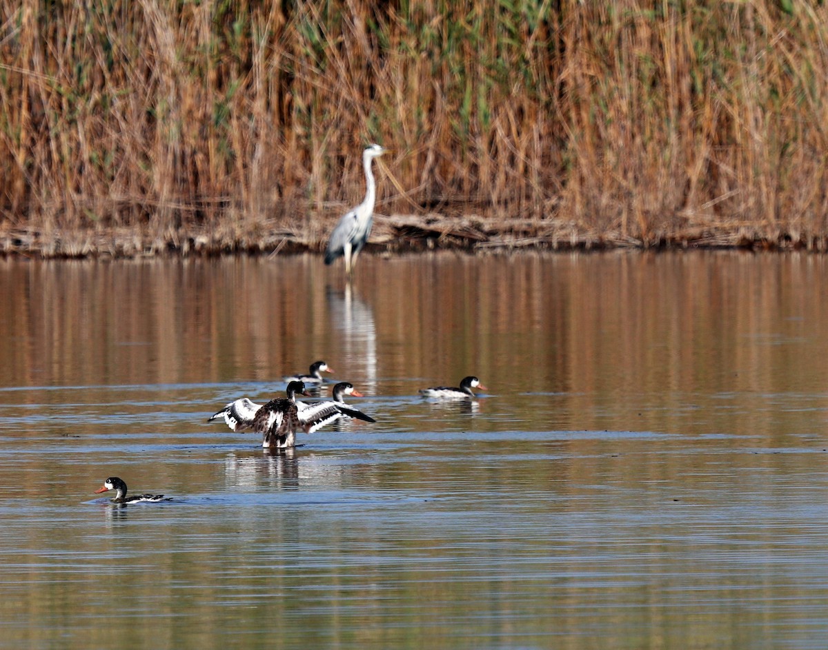 Common Shelduck - ML640259768