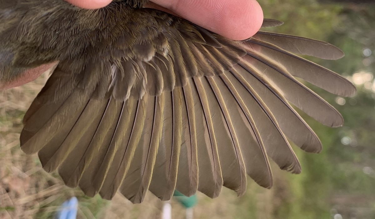 medosavka masková - ML640259771