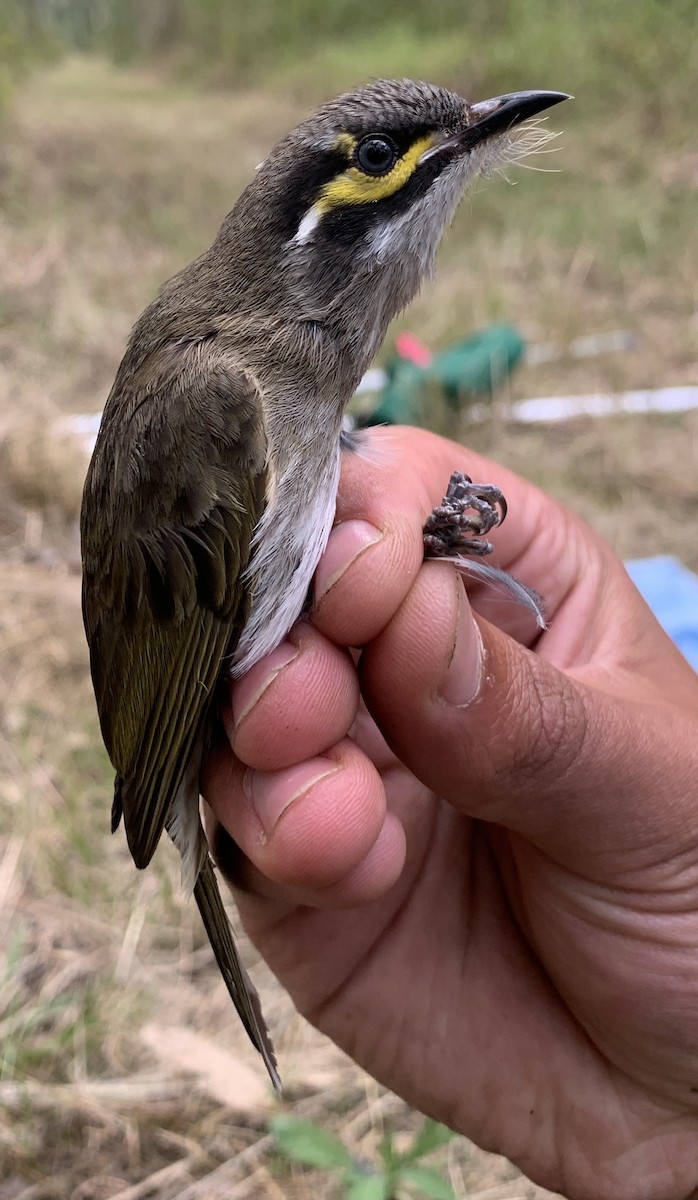 medosavka masková - ML640259772