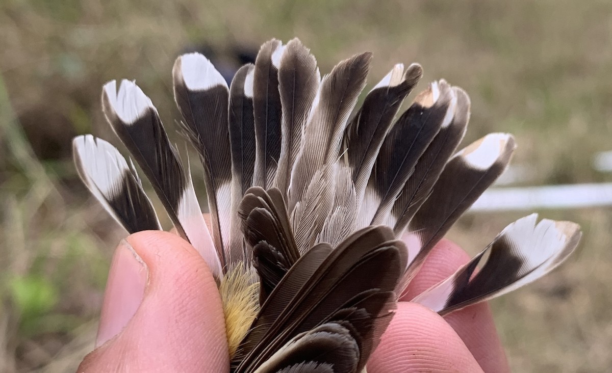 White-throated Gerygone - ML640259787