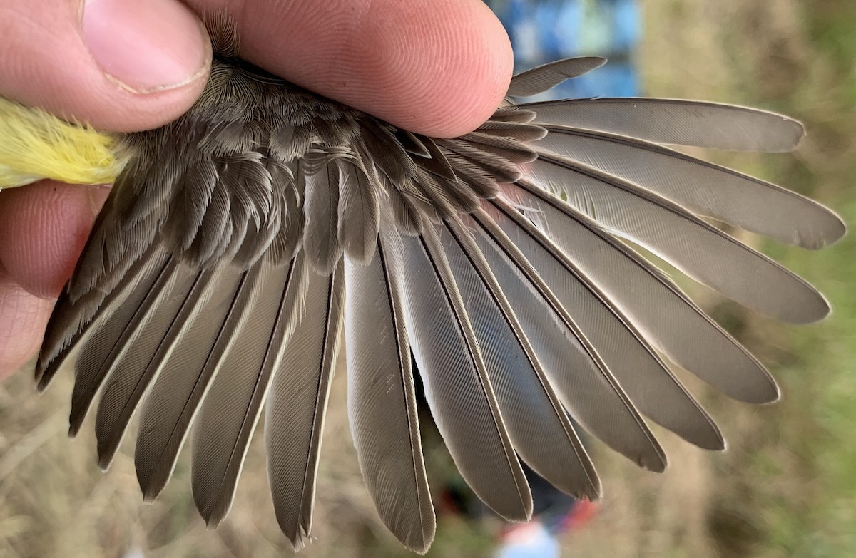White-throated Gerygone - ML640259788