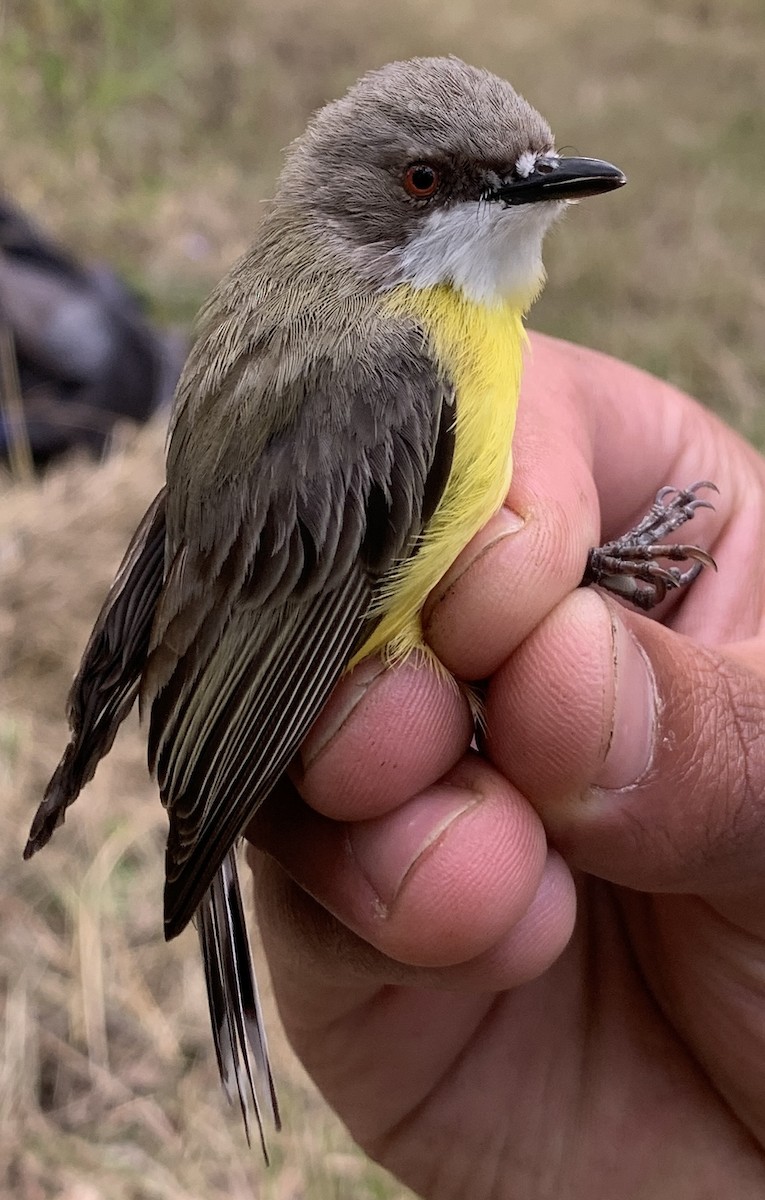 White-throated Gerygone - ML640259789