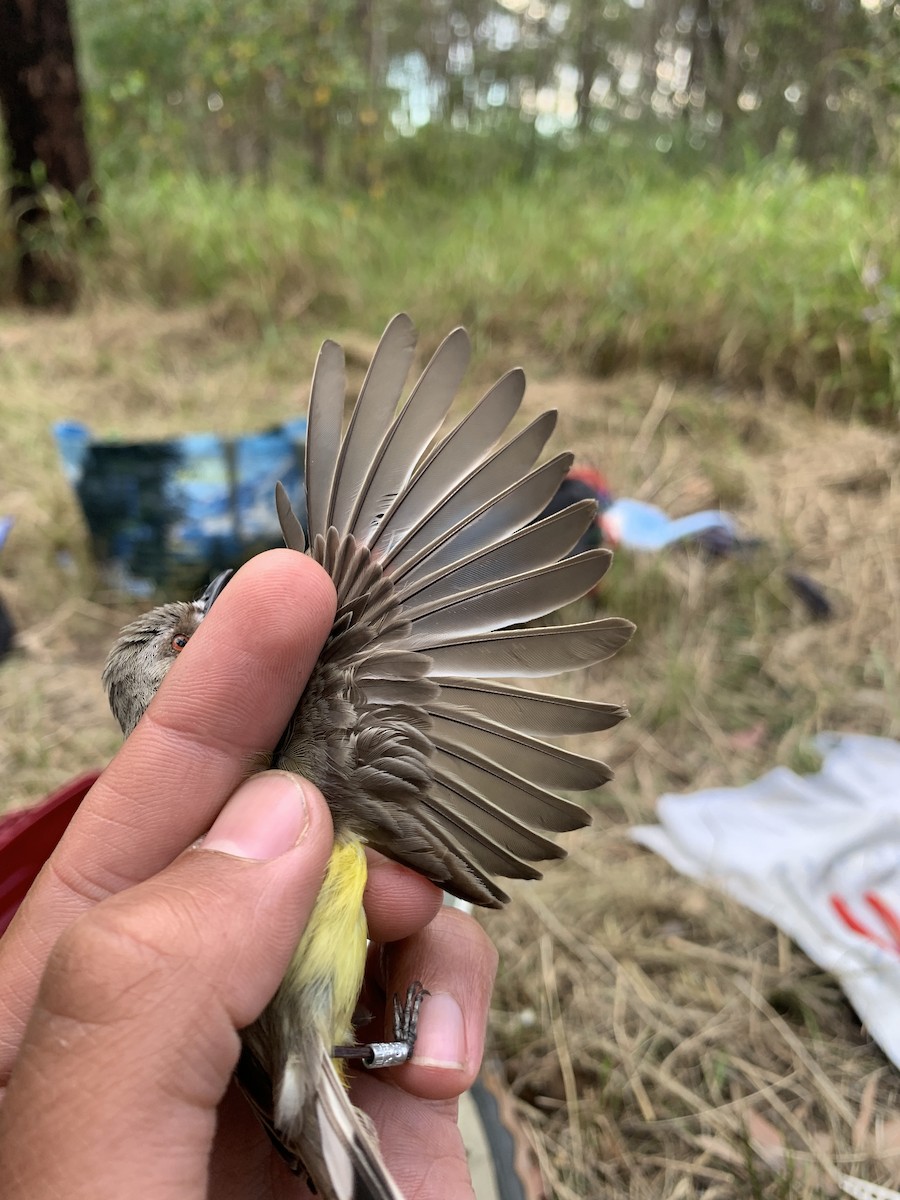White-throated Gerygone - ML640259790