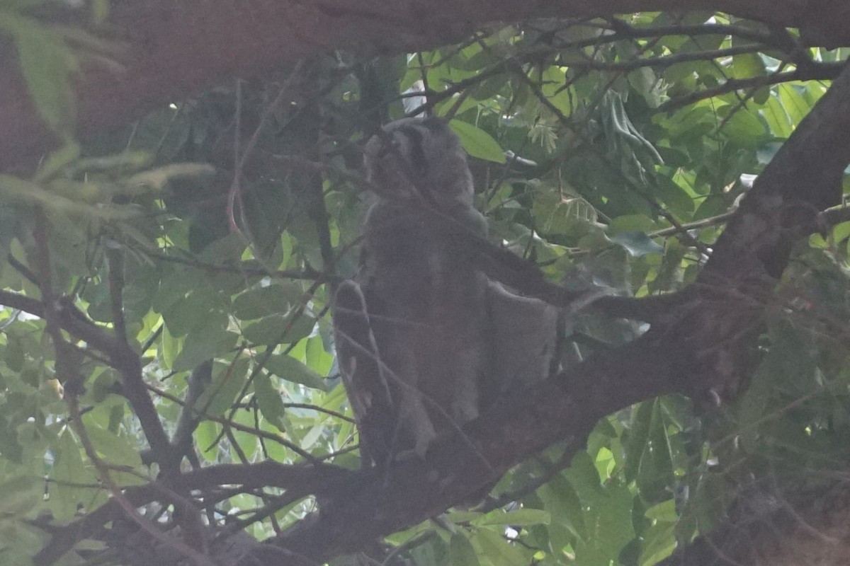 Southern White-faced Owl - ML640259792