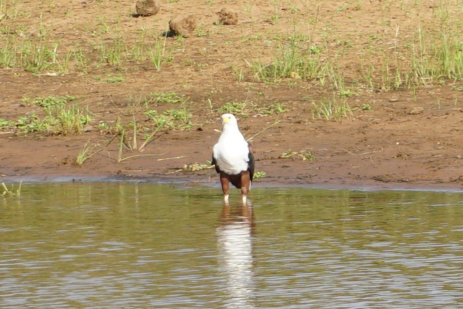 African Fish-Eagle - ML640259793