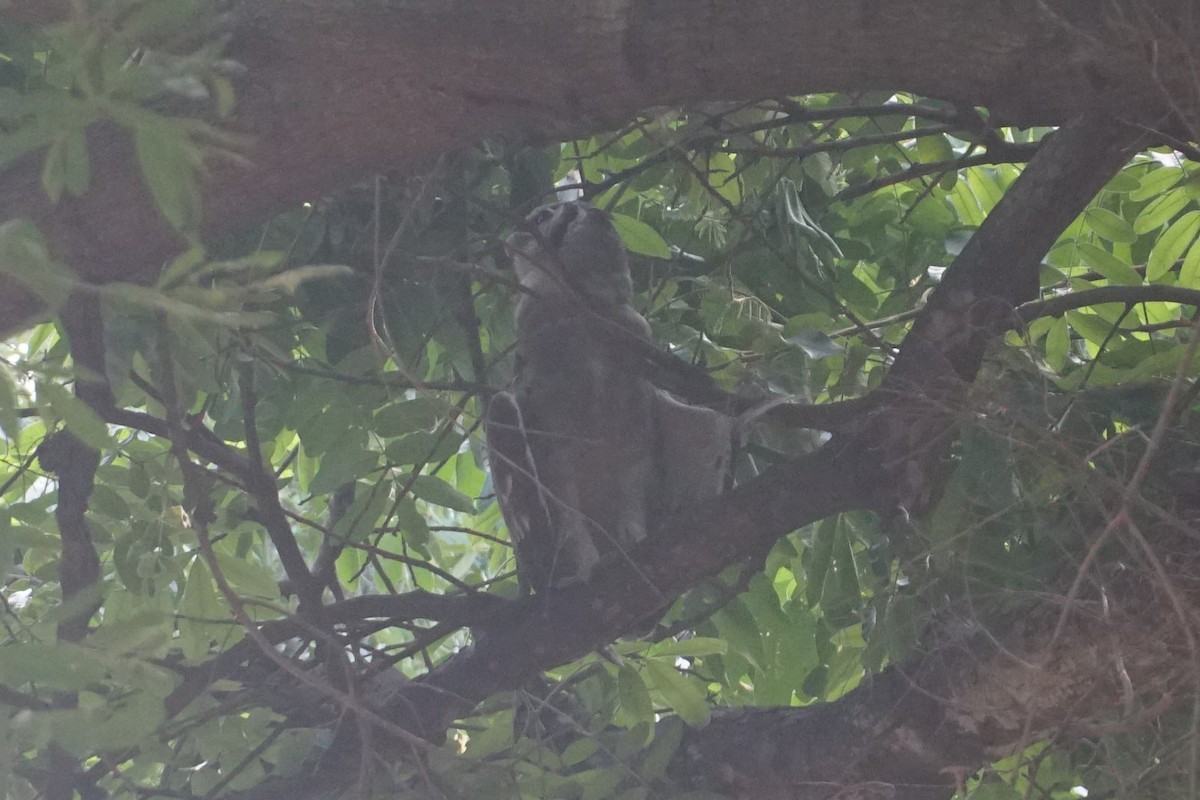 Southern White-faced Owl - ML640259794