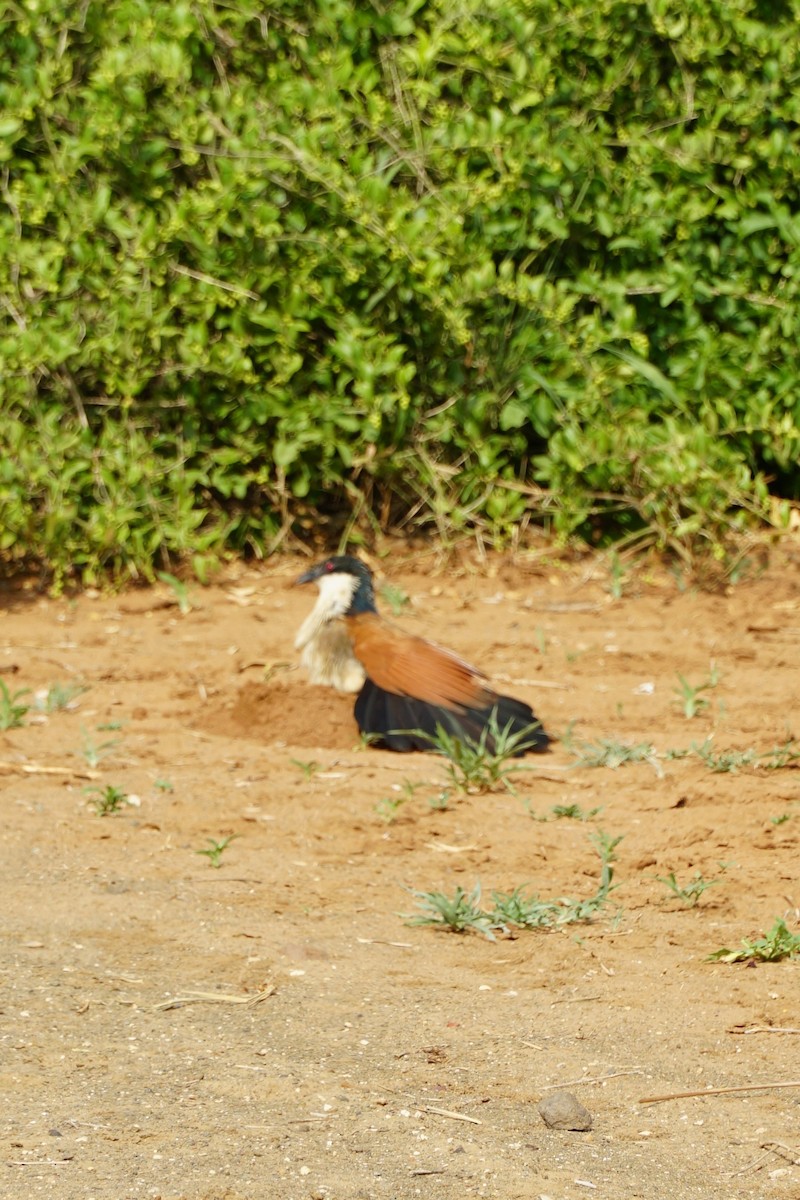 Burchell's Coucal - ML640259795