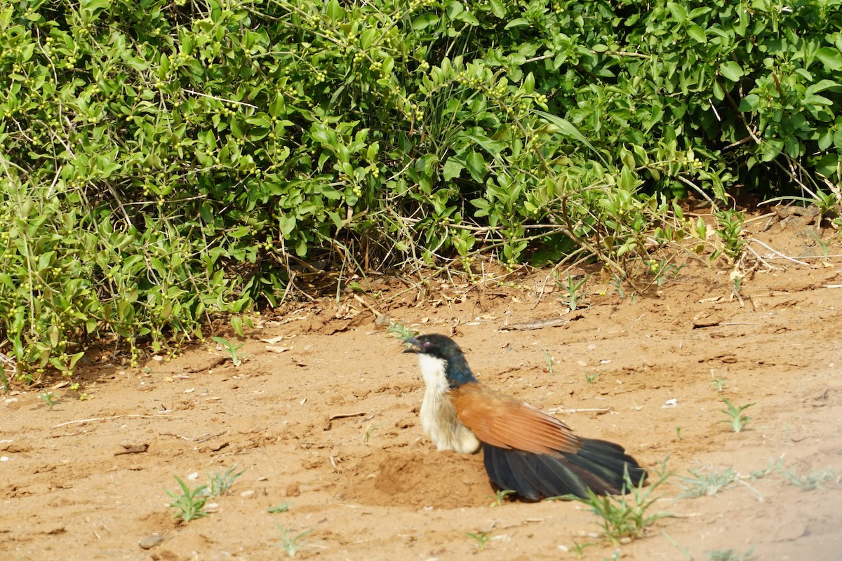 Burchell's Coucal - ML640259796