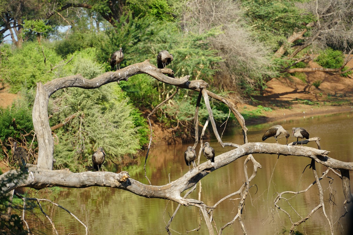 Hadada Ibis - ML640259797