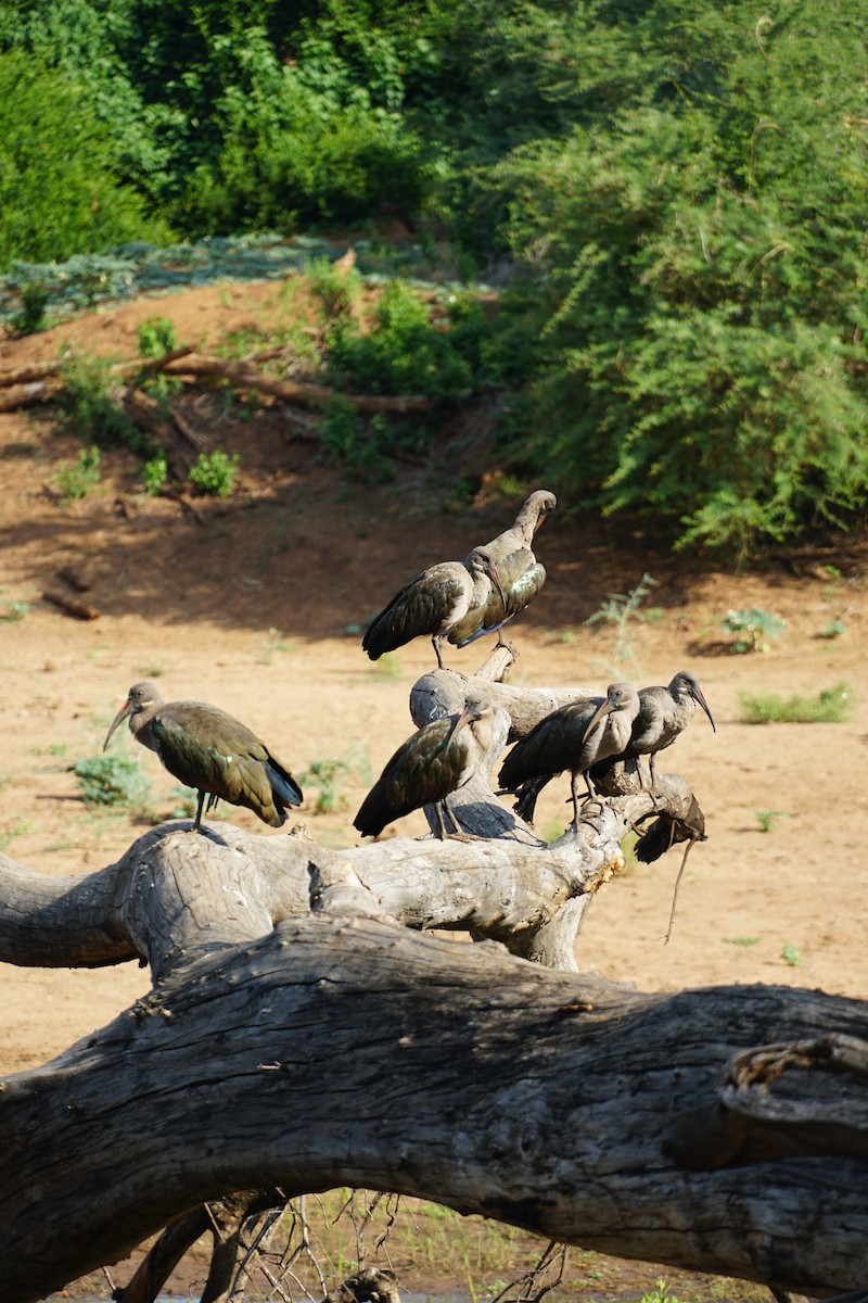 Hadada Ibis - ML640259798