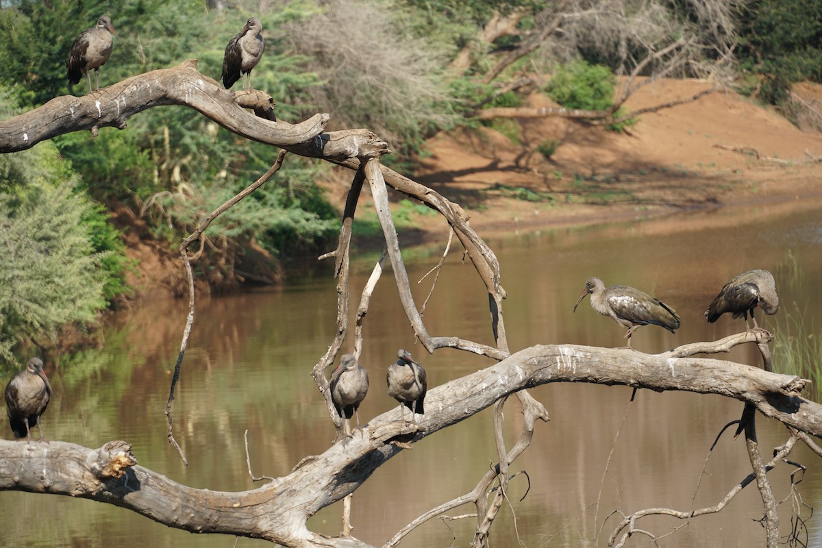 Hadada Ibis - ML640259799