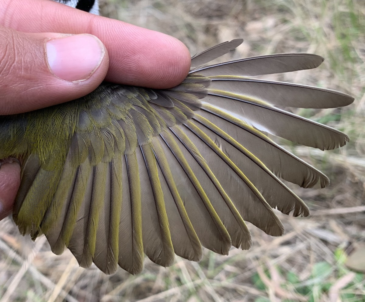 kystráček bělošíjný - ML640259816