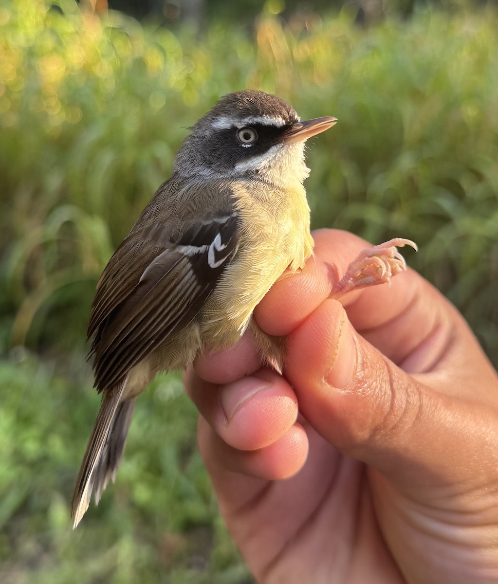 White-browed Scrubwren - ML640259827