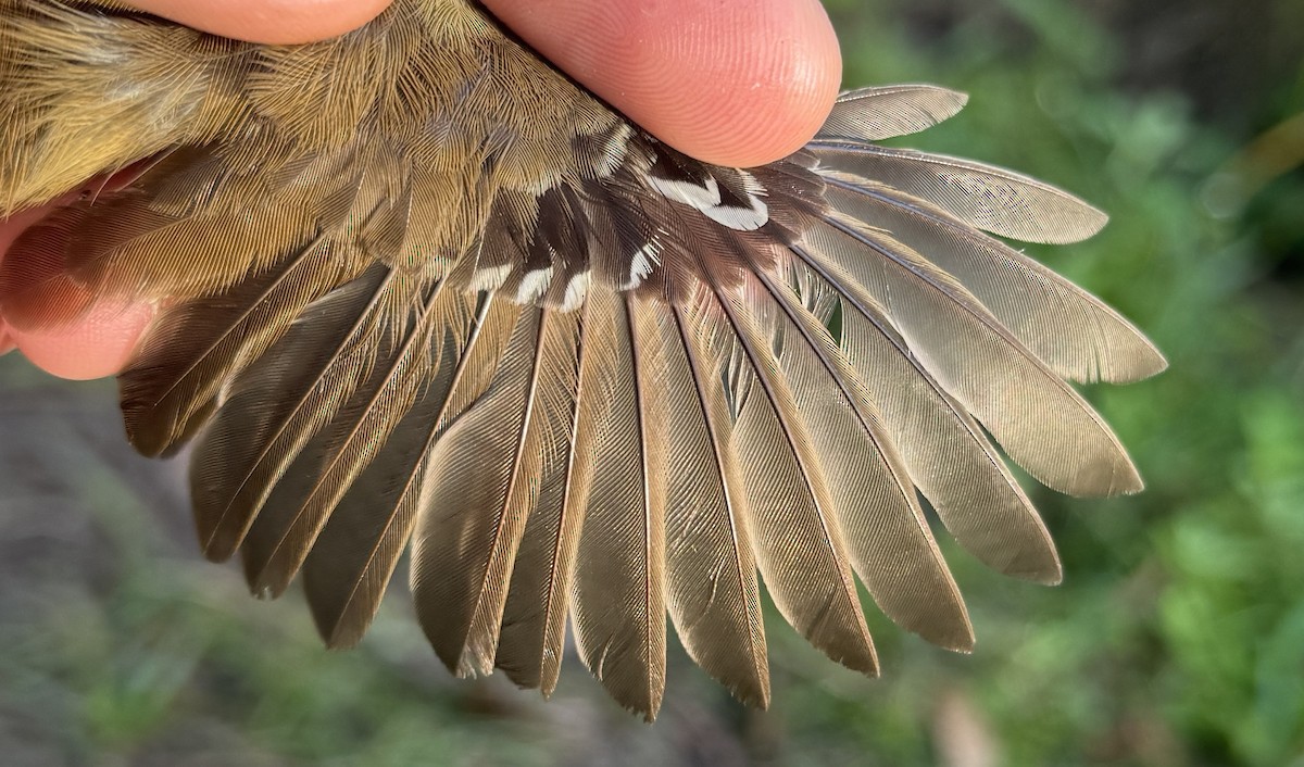 White-browed Scrubwren - ML640259828