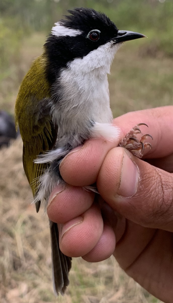 kystráček bělošíjný - ML640259856