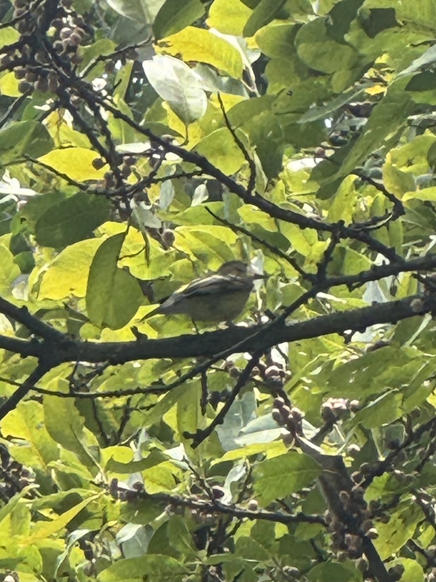 Yellow-rumped Flycatcher - ML640260009