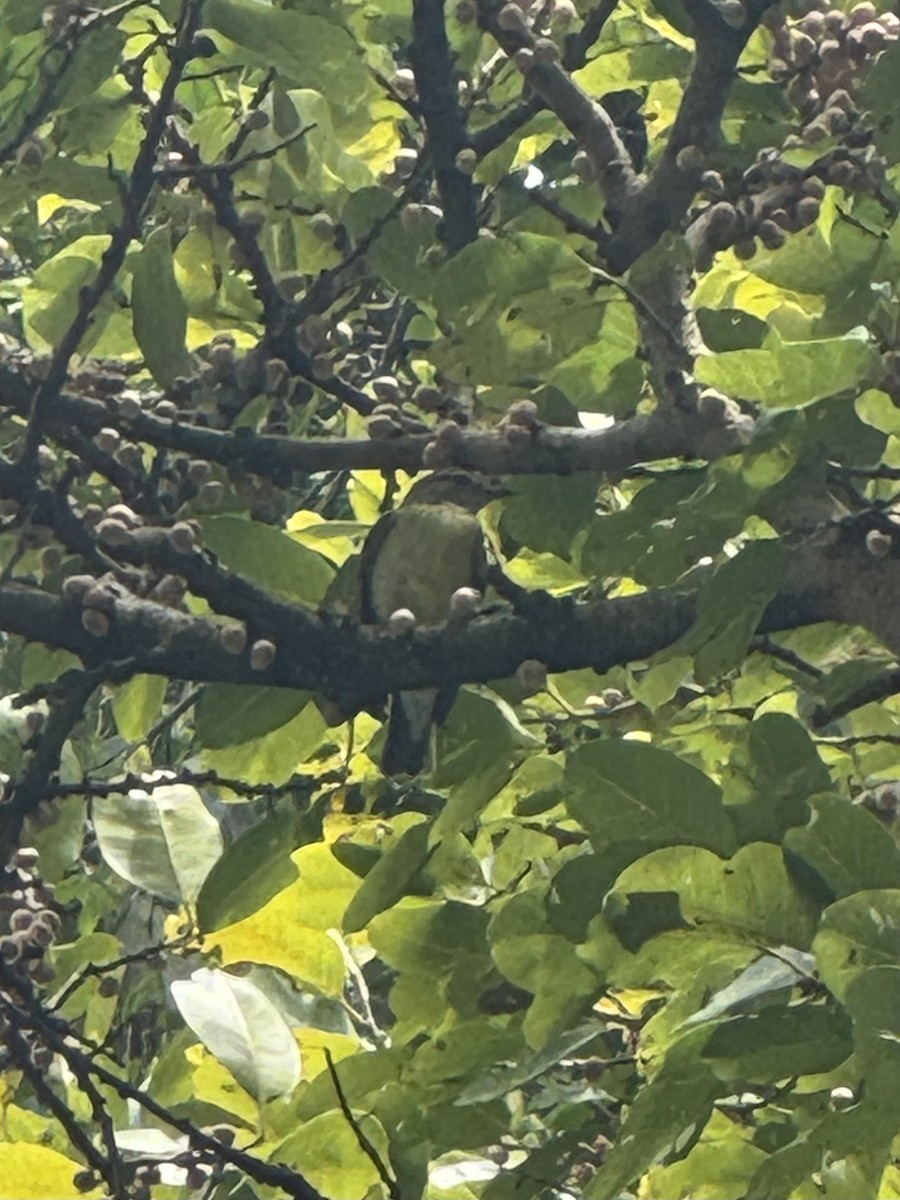 Yellow-rumped Flycatcher - ML640260010