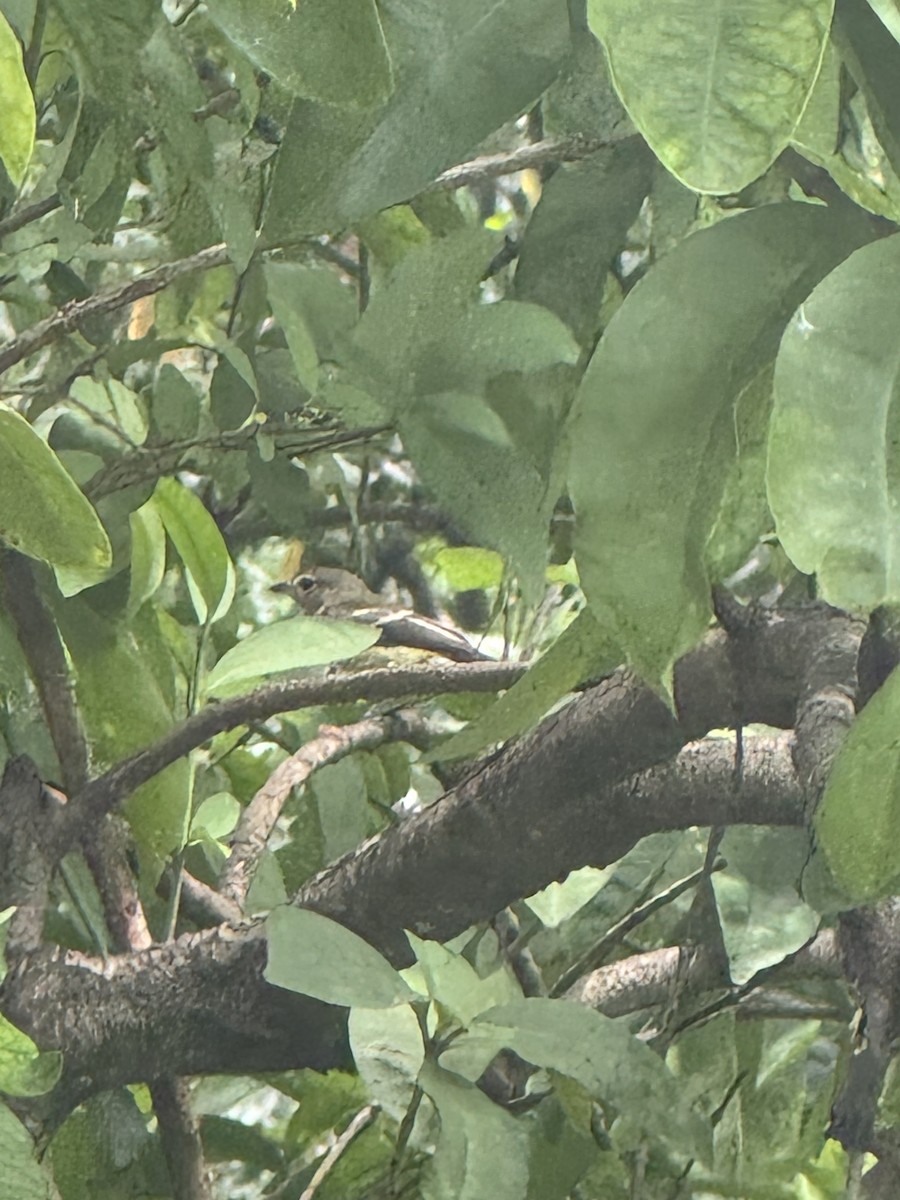 Yellow-rumped Flycatcher - ML640260011