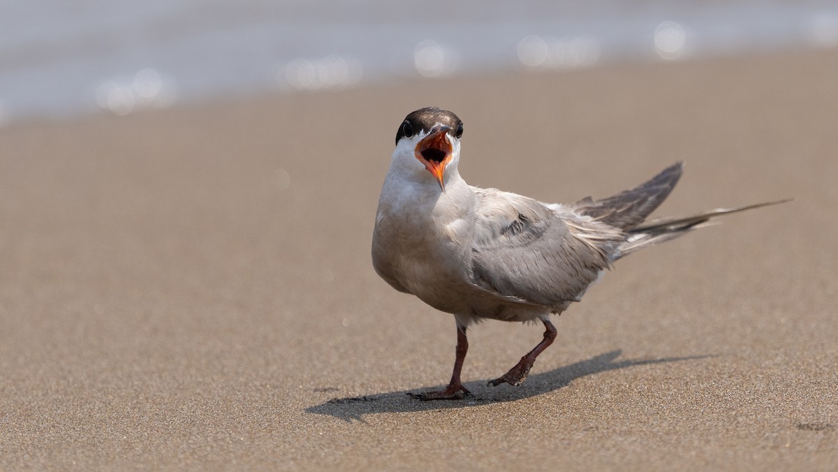 White-cheeked Tern - ML640260082
