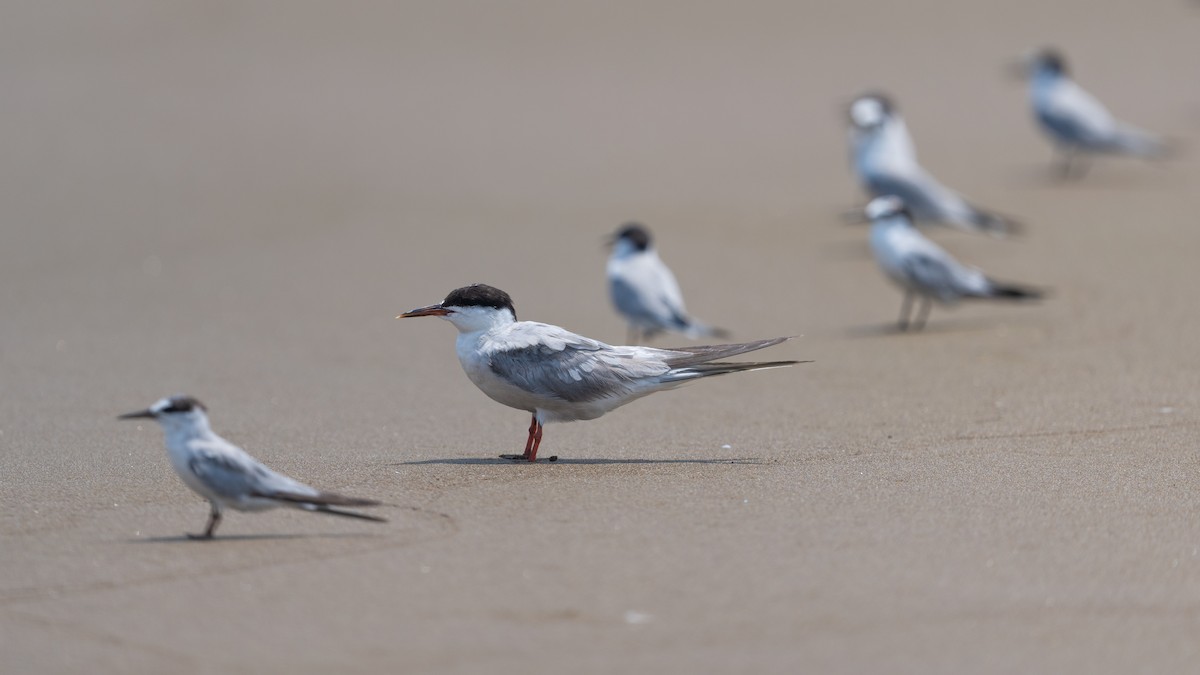 Common Tern - ML640260084