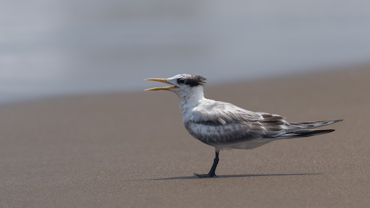 Great Crested Tern - ML640260086