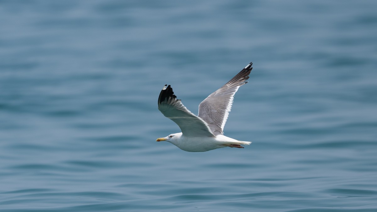 Lesser Black-backed Gull - ML640260091
