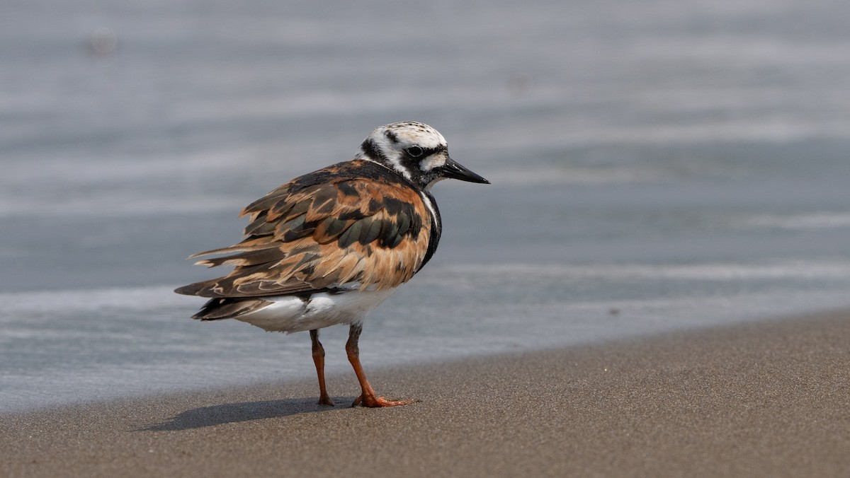 Ruddy Turnstone - ML640260095